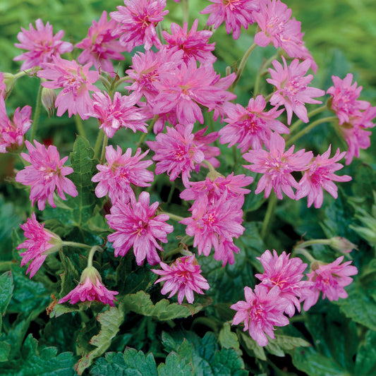 Geranium vivace Southcomble double - Bakker.com | France