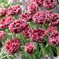 8 Tulipes à fleur de pivoines Dream Touch - Bakker.com | France