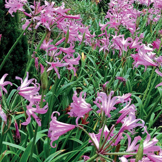 4 Amarines belladiva aphrodite - Bakker