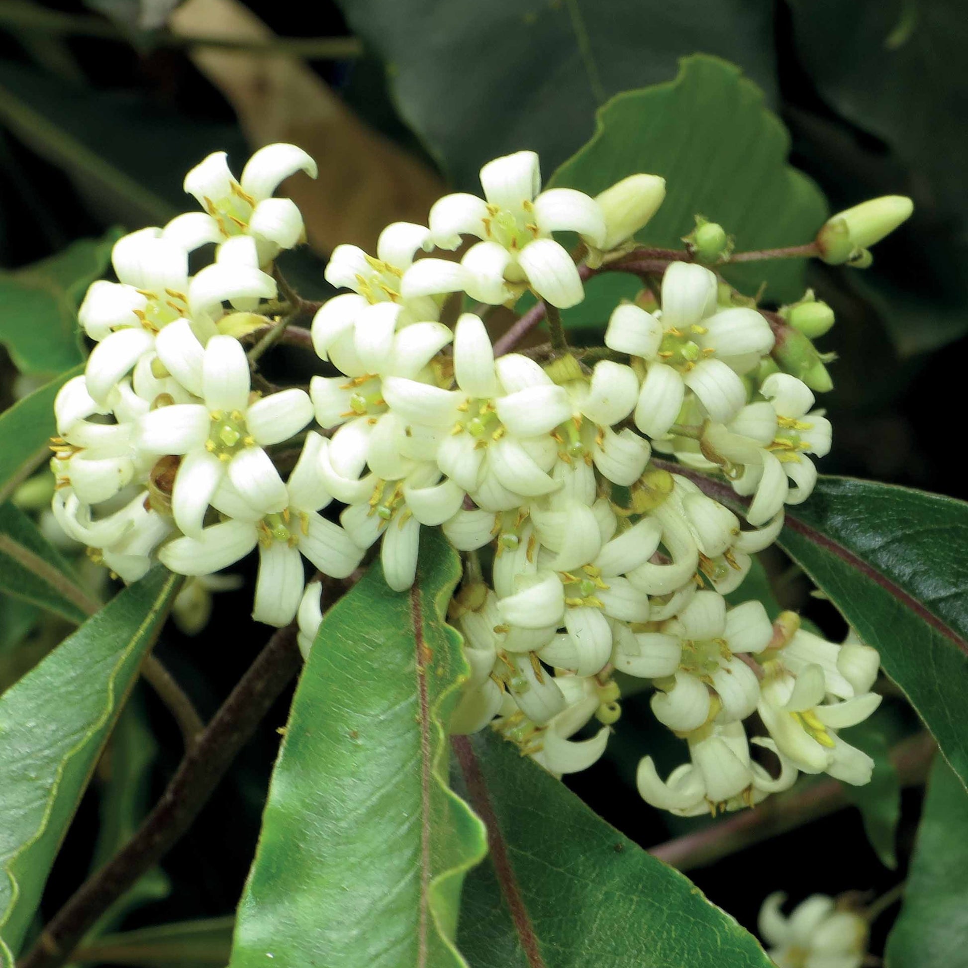 Bakker - Pittosporum tobira - Pittosporum tobira - Arbustes