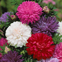 Reine-marguerite à fleurs de chrysanthème en mélange - Bakker.com | France