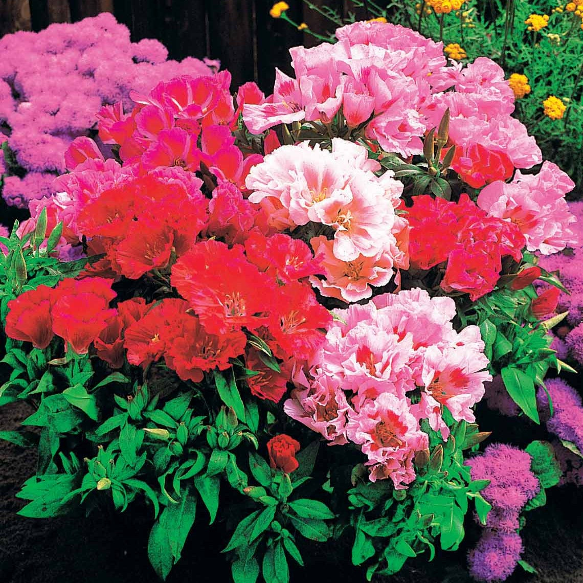 Godetias à fleurs d'azalée en mélange - Clarkia - Godetias - Bakker