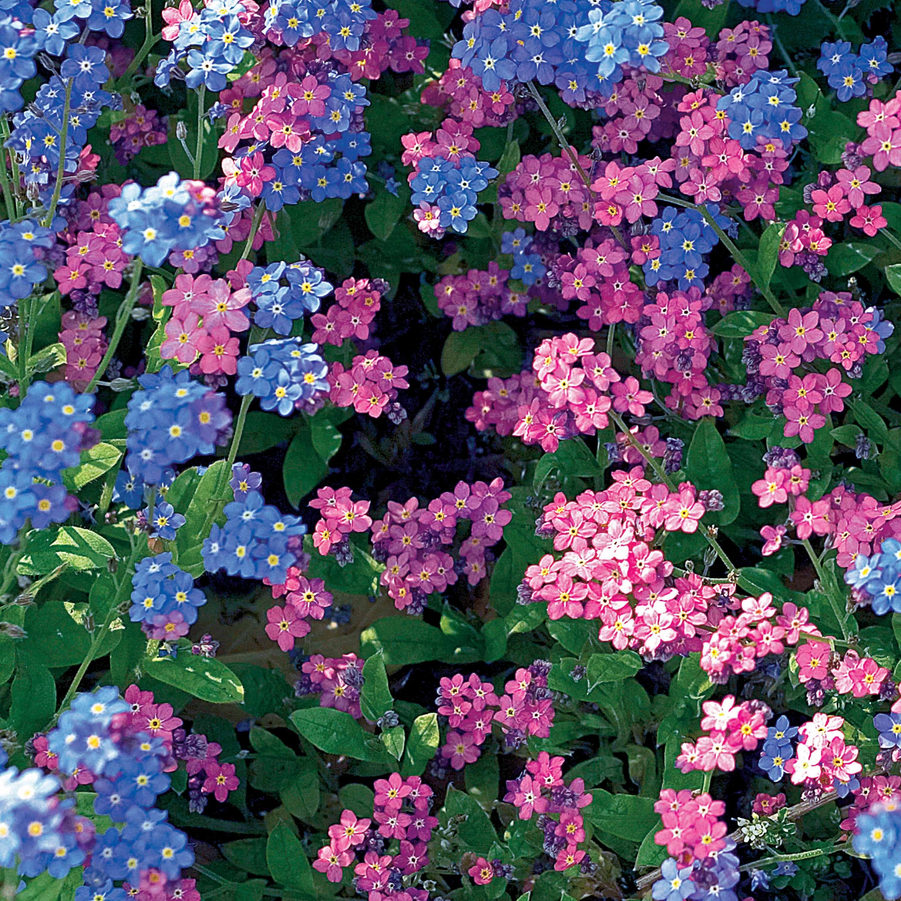 Myosotis | Achat en ligne sur Bakker.com