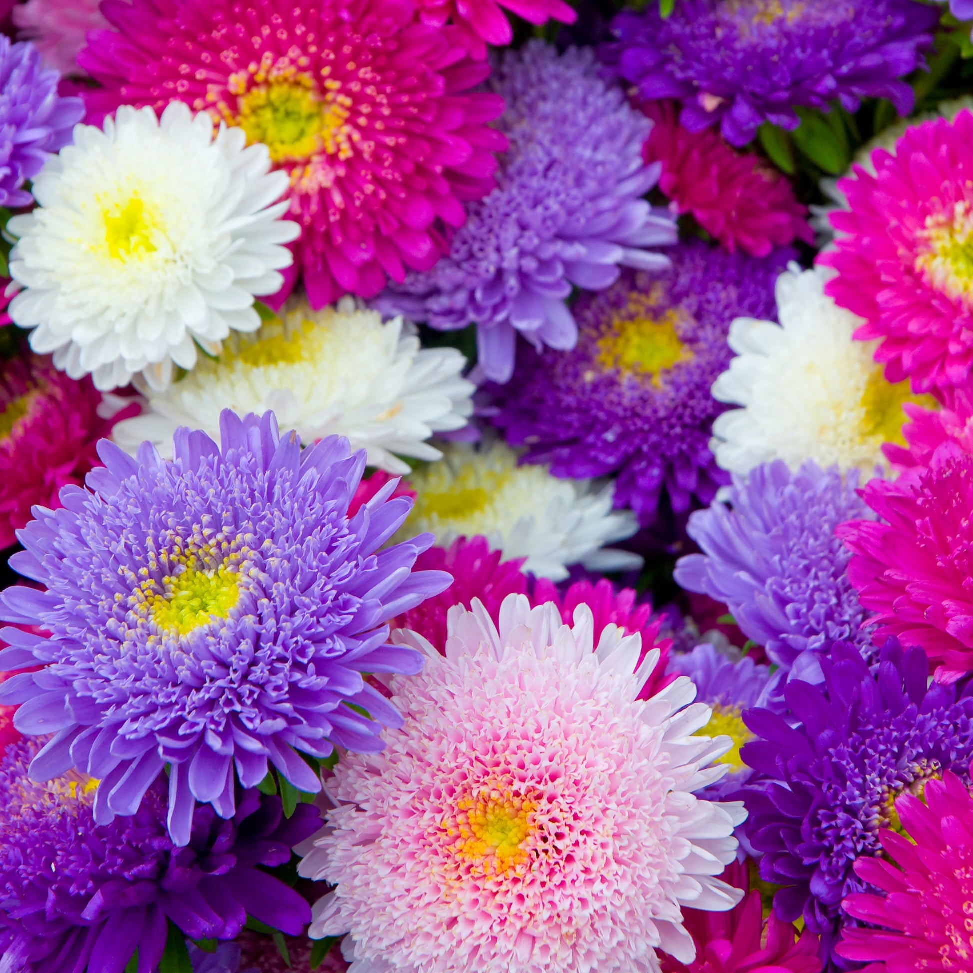 Callistephus chinensis - Reine-marguerite Super Princesse en mélange - Graines de fleurs pour massifs et bordures