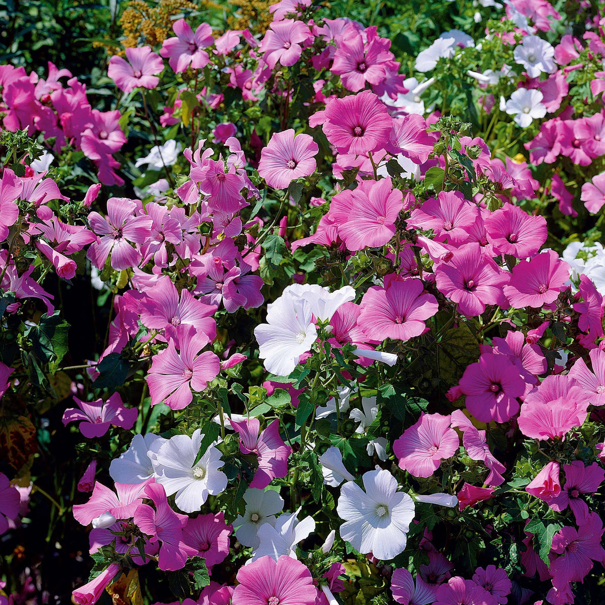 Lavatères à grandes fleurs en mélange - Lavatera trimestris - Bakker