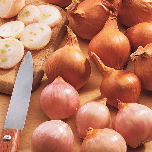 Echalote Lyska dite Polonaise - Bakker