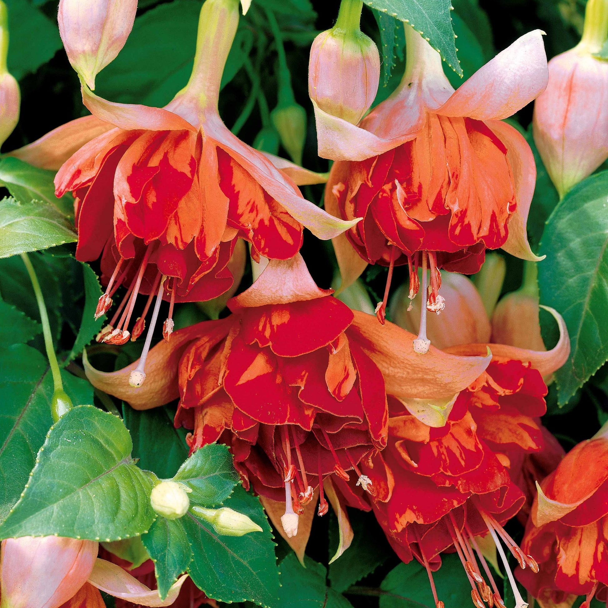 Fuchsias retombants en mélange - Bakker.com | France