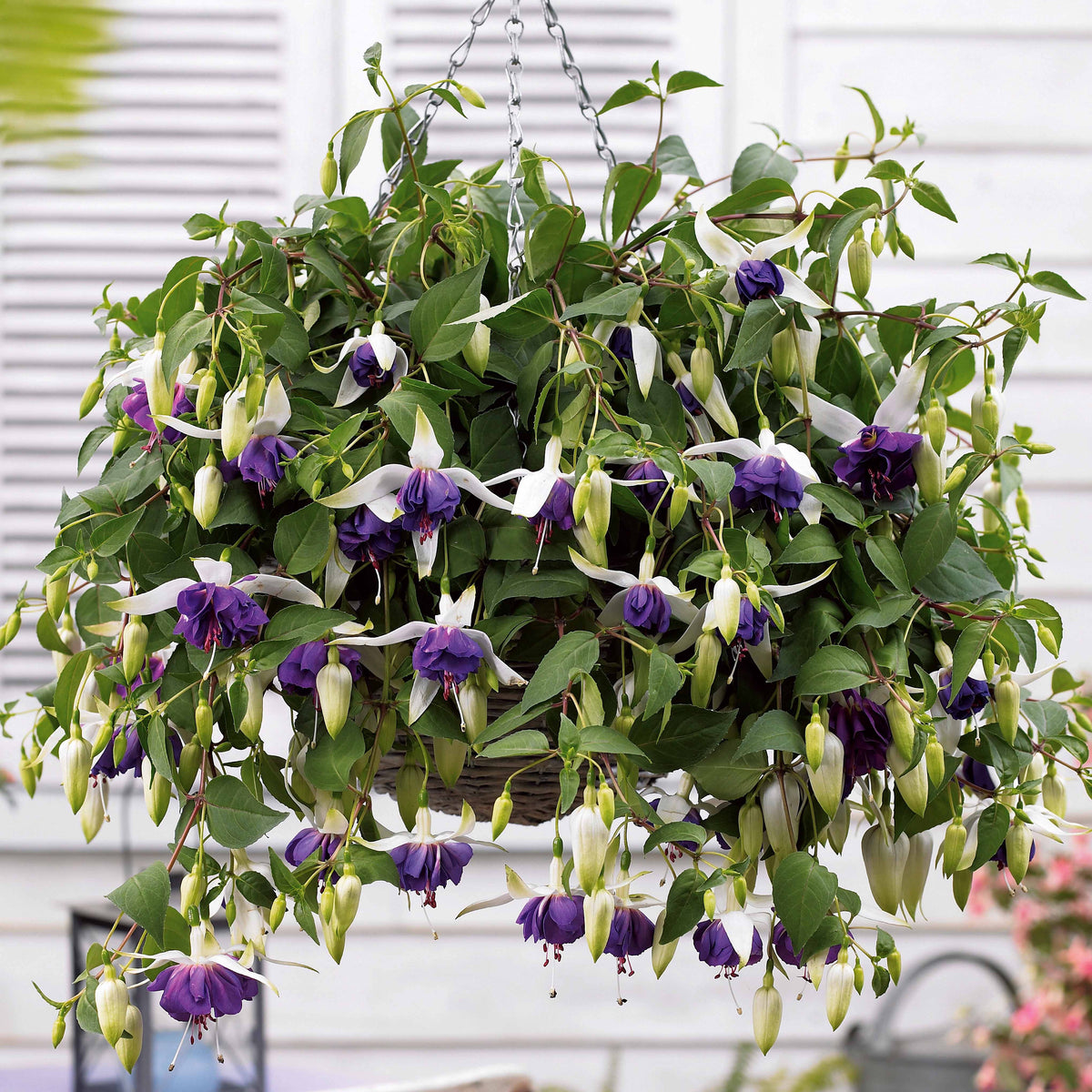 Vente 6 Fuchsias retombants en mélange - Fuchsia Bicentennial, Blue Angel, Swingtime