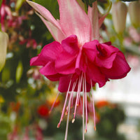 Fuchsias en mélange - Bakker.com | France