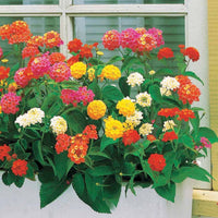 Lantanas en mélange - Bakker.com | France