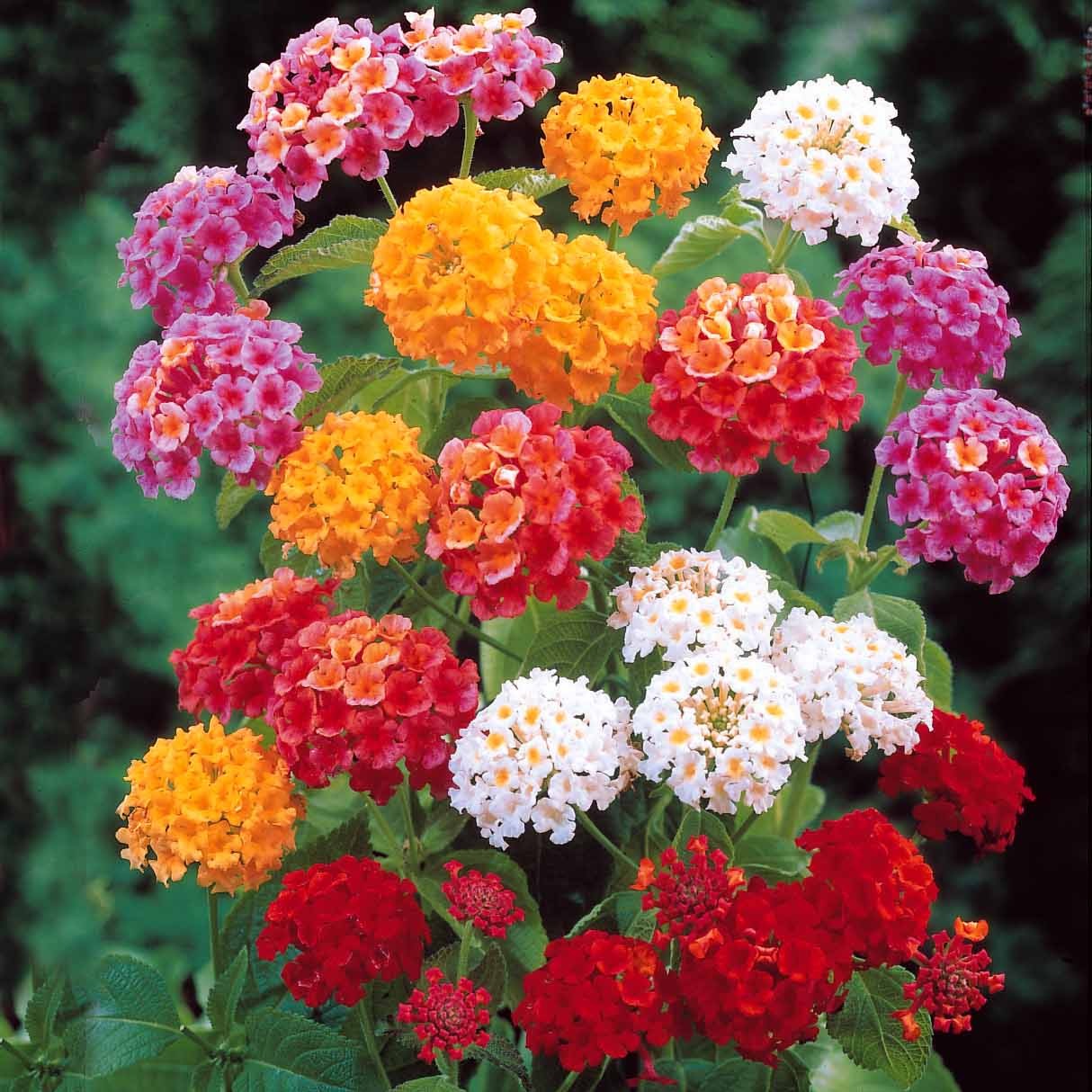 Lantanas en mélange - Bakker.com | France