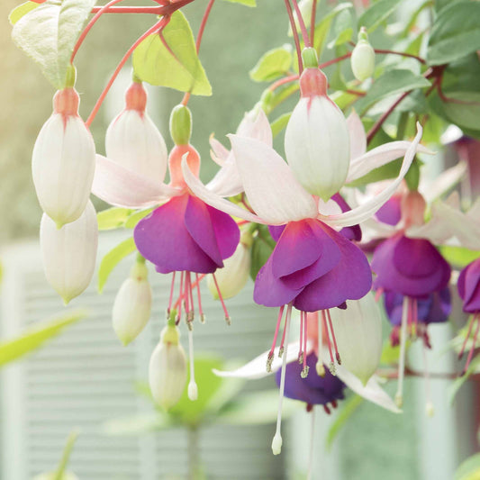 Fuchsias résistants au gel en mélange - Bakker.com | France