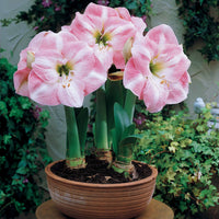 Collection d'Amaryllis naines