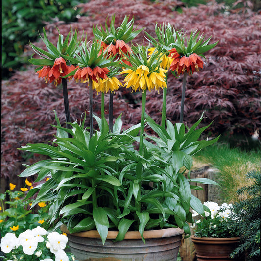 Bakker - Collection de 3 Couronnes impériales : jaune, rouge, orange - Fritillaria imperialis - Packs de bulbes de fleurs