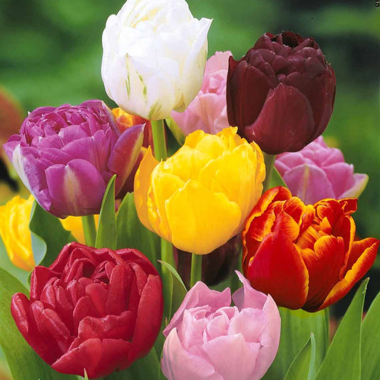 Bakker - 20 Tulipes à fleurs de pivoine en mélange - Tulipa - Bulbes à fleurs