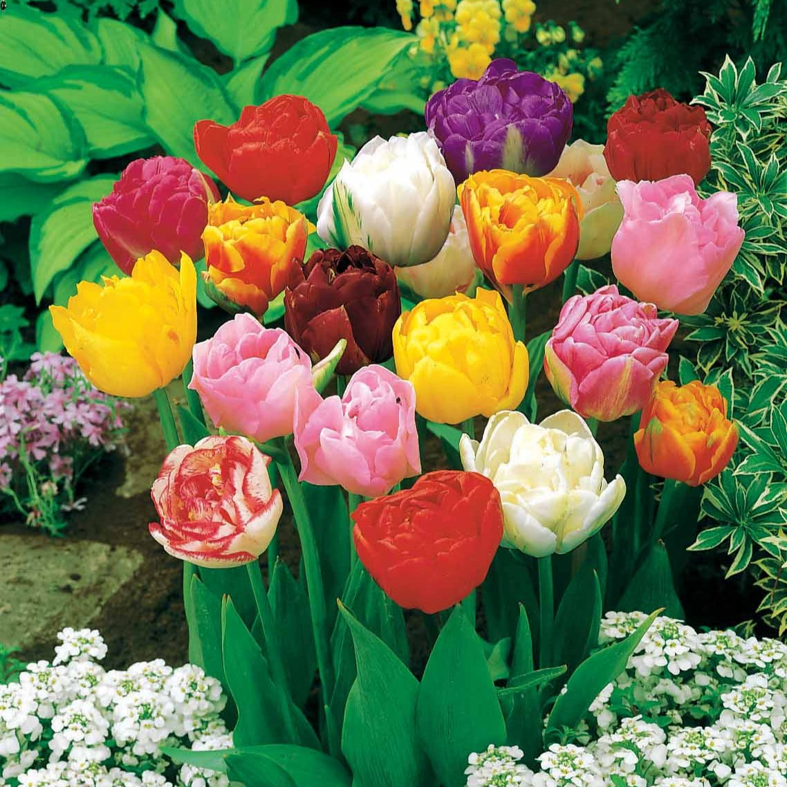 20 Tulipes à fleurs de pivoine en mélange - Tulipa - Bakker