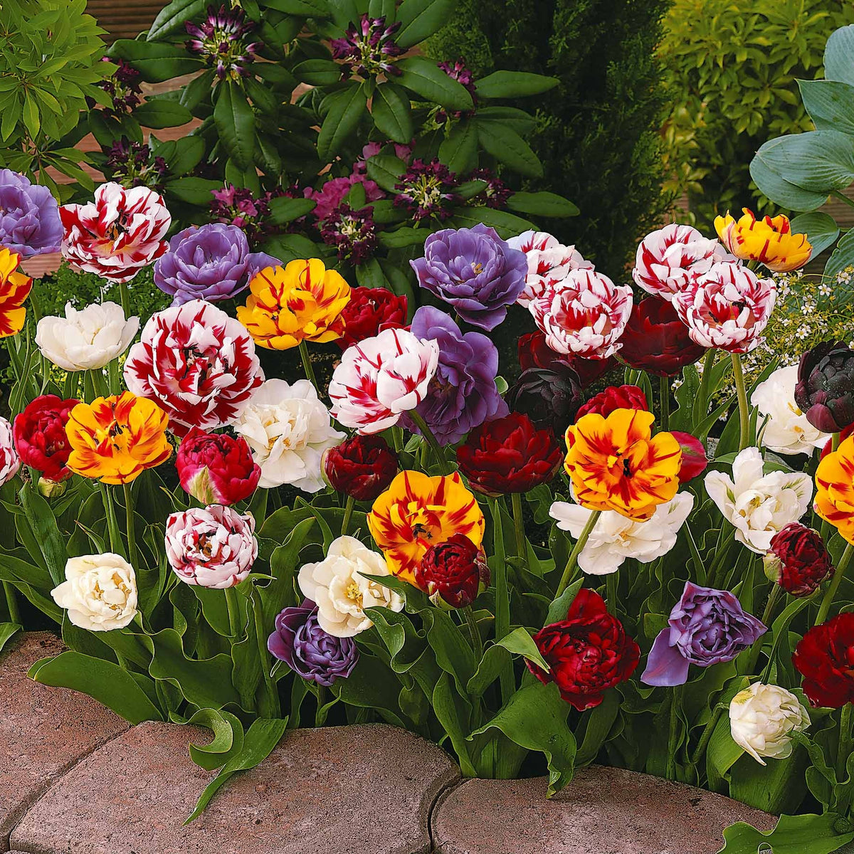 Tulipa - 20 Tulipes à fleurs de pivoine en mélange - Bulbes de Tulipe