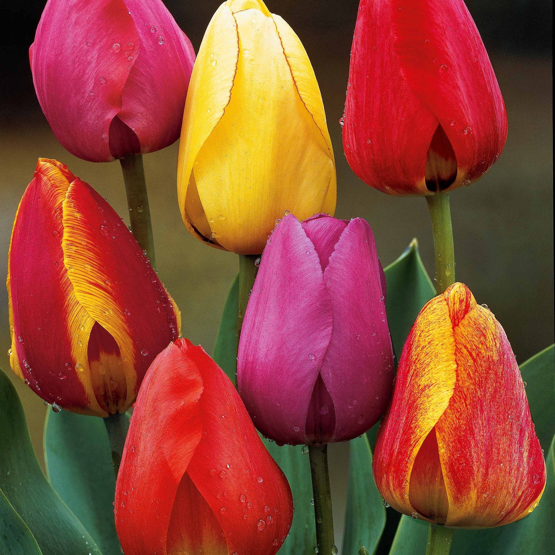 Bakker - 40 Tulipes Darwin en mélange - Tulipa x darwin - Bulbes à fleurs