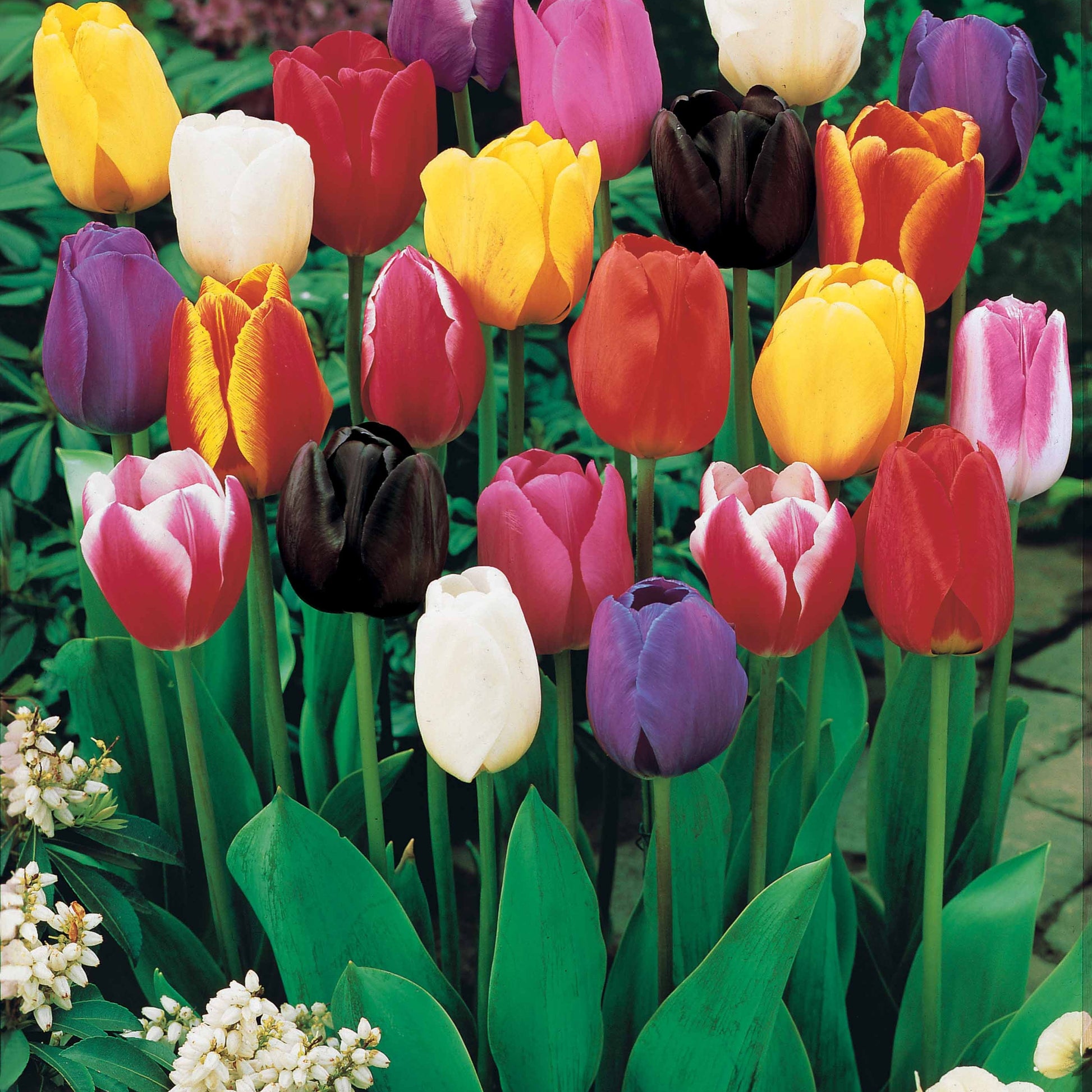 Bakker - Tulipes à longues tiges en mélange - Tulipa - Bulbes à fleurs