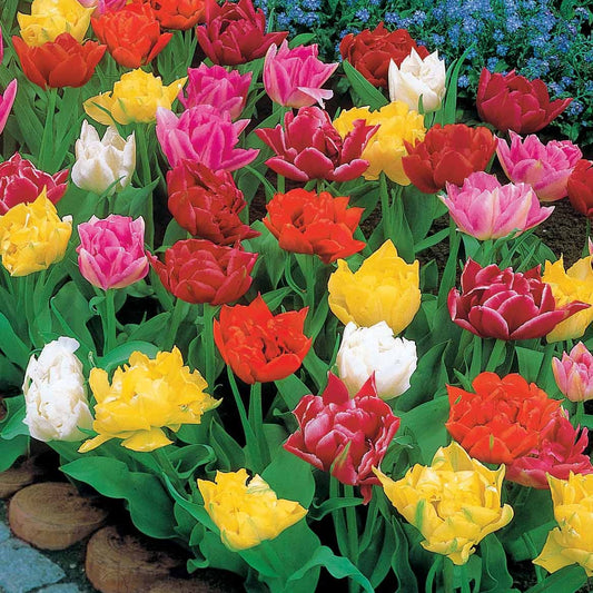 80 Tulipes doubles Murillo en mélange - Tulipa  murillo - Bulbes à fleurs