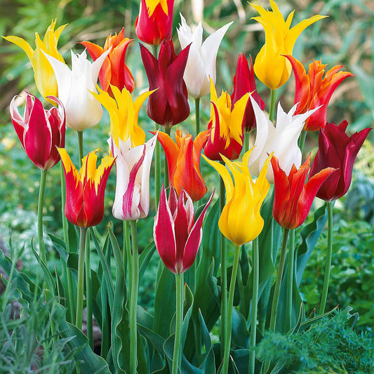Bakker - 25 Tulipes à fleurs de lis en mélange - Tulipa - Bulbes à fleurs