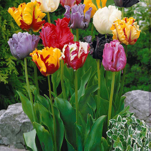 Bakker - 20 Tulipes perroquet en mélange - Tulipa - Bulbes de printemps