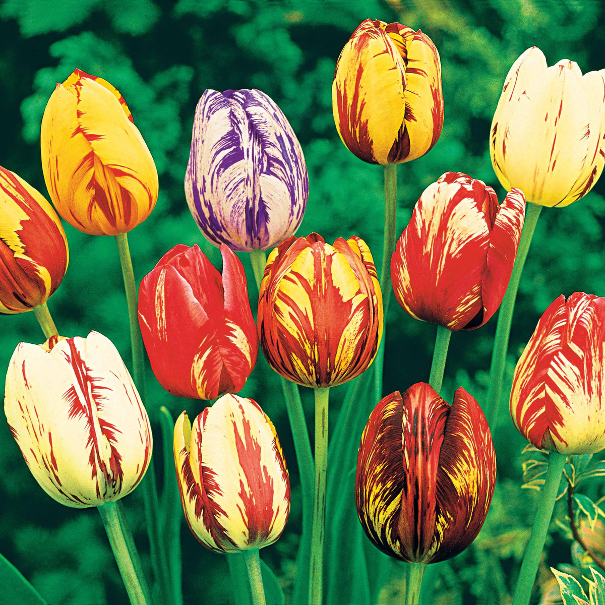 20 Tulipes flammées en mélange - Tulipa - Bakker