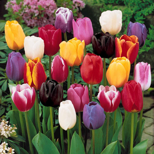 Collection 3 mois de tulipes - 60 bulbes - Bakker.com | France