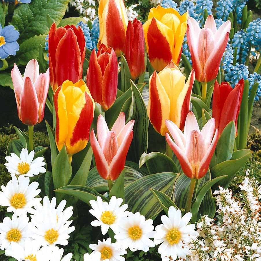Bakker - 20 Tulipes botaniques en mélange - Tulipa kaufmanniana - Bulbes à fleurs