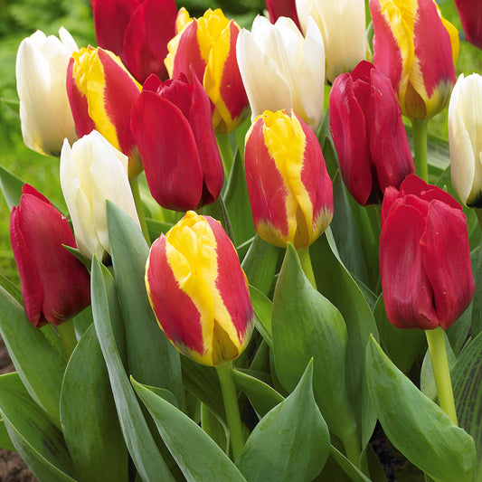 Bakker - 20 Tulipes botaniques en mélange - Tulipa kaufmanniana - Bulbes de printemps
