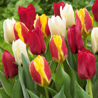 20 Tulipes botaniques en mélange - Bakker