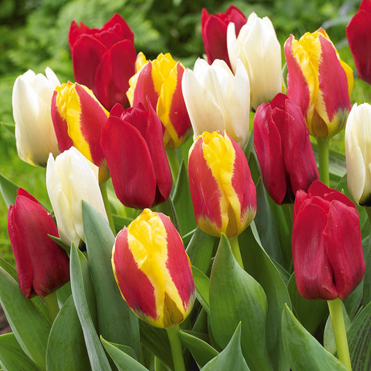 20 Tulipes botaniques en mélange - Bakker