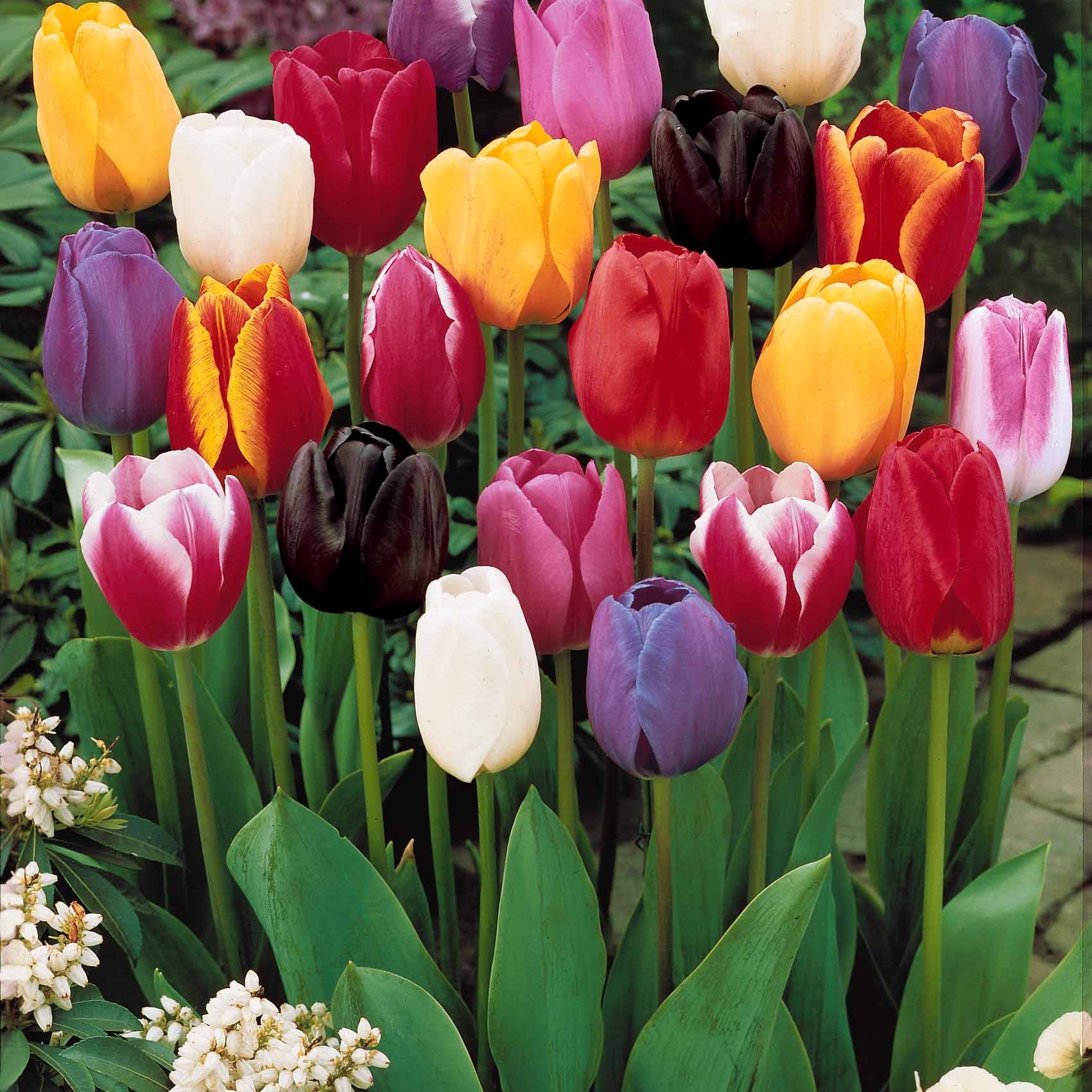Bakker - 20 Tulipes tardives en mélange - Tulipa - Bulbes à fleurs