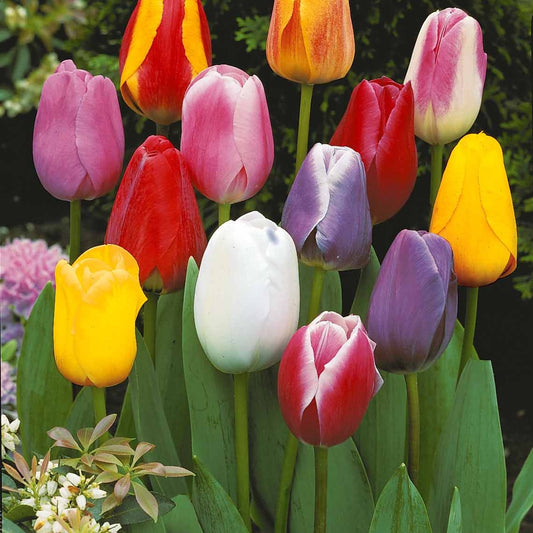 Bakker - 20 Tulipes tardives en mélange - Tulipa - Bulbes de printemps