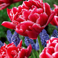 Bakker - Collection de 30 Tulipes doubles Murillo - Tulipa murillo 'willemsoord' 'willem van orange' ' - Bulbes de printemps