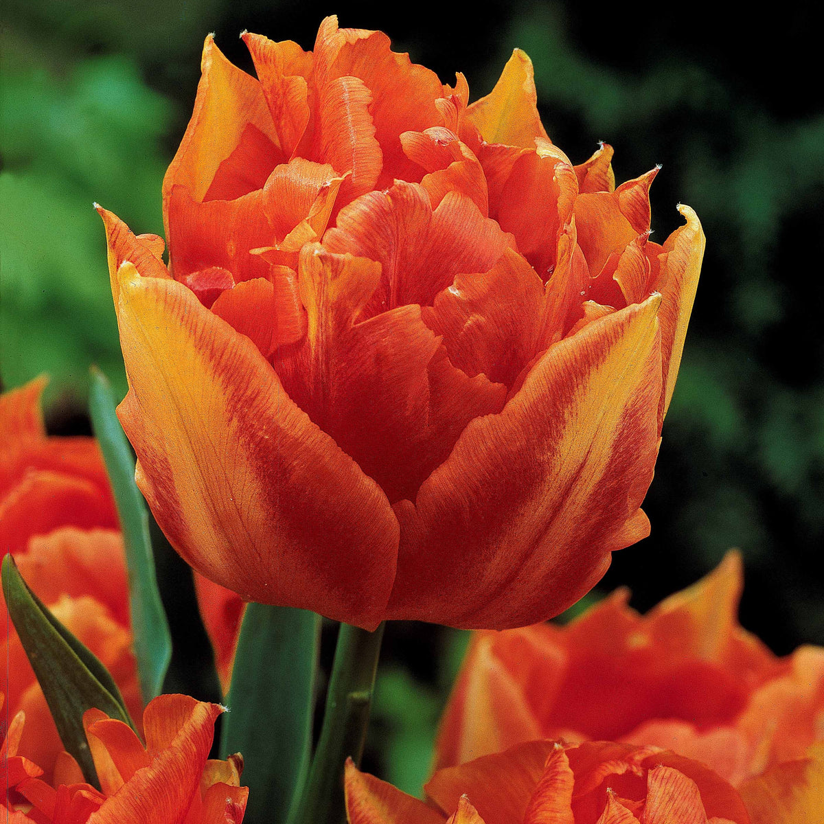 Tulipa 'Columbus', 'Sunlover', 'Tabledance' - Collection de 25 Tulipes doubles Murillo - Bulbes de Tulipe