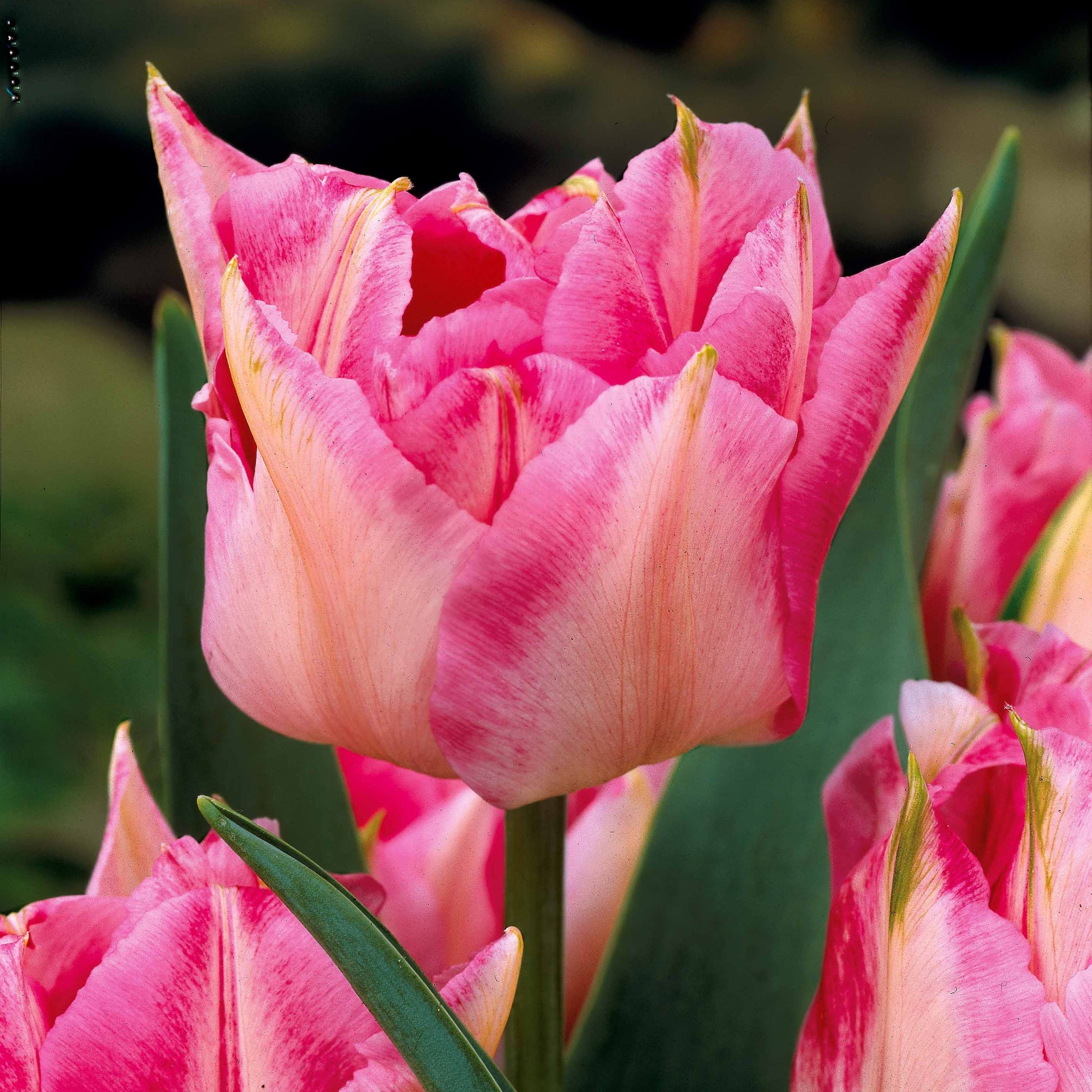 Bakker - Collection de 30 Tulipes doubles Murillo - Tulipa murillo 'willemsoord' 'willem van orange' '