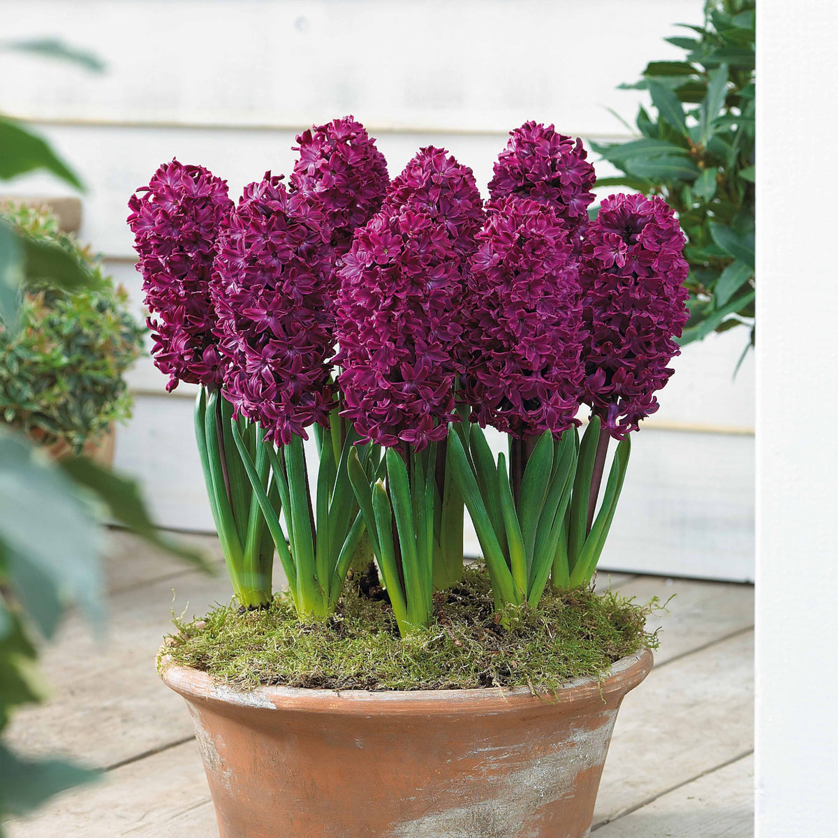 Hyacinthus 'Woodstock', 'Gipsy Queen', 'City of Haarlem' - Collection de 9 Jacinthes : Gipsy Queen, Woodstock, City of Haarlem - Bulbes de Jacinthe