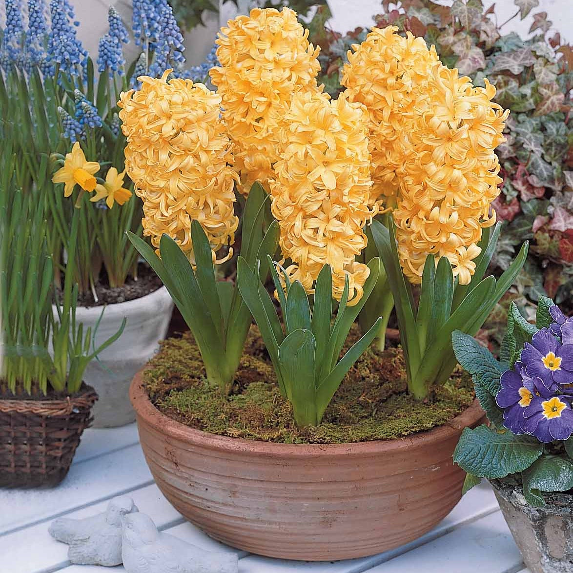 Bulbes de Jacinthe - Collection de 9 Jacinthes : Gipsy Queen, Woodstock, City of Haarlem - Hyacinthus 'Woodstock', 'Gipsy Queen', 'City of Haarlem'
