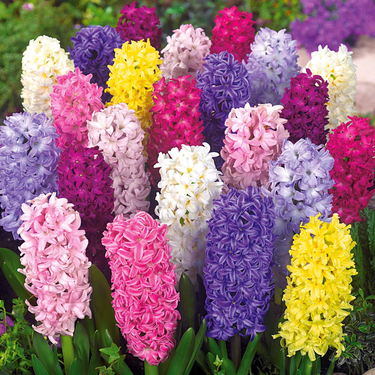 Hyacinthus orientalis - Jacinthes en mélange - Bulbes de Jacinthe