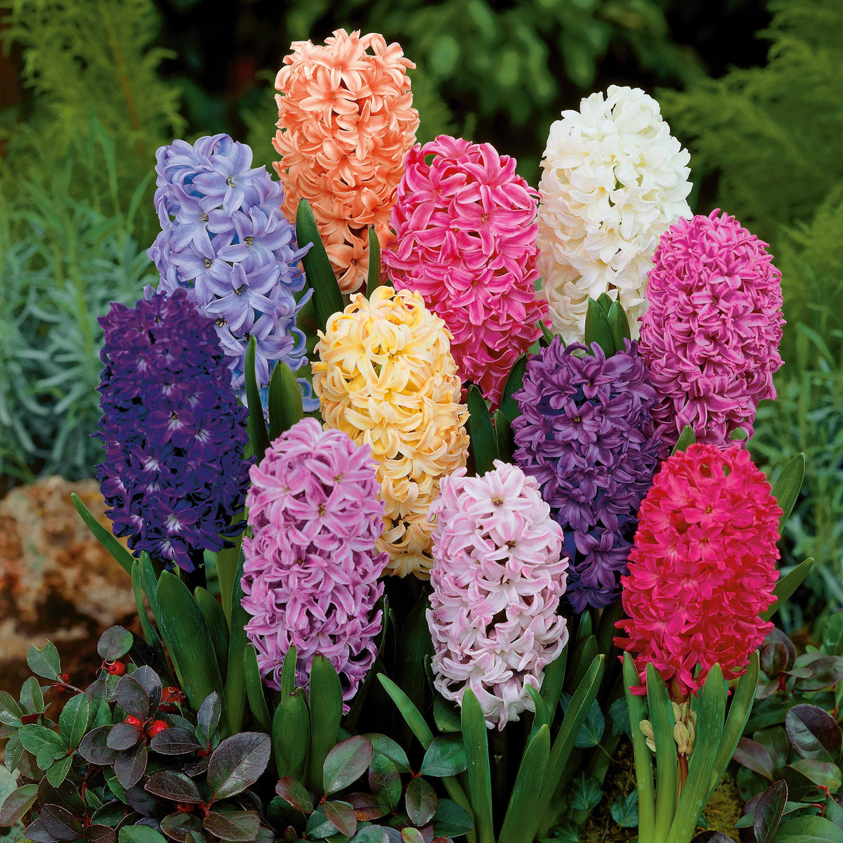 Bulbes de Jacinthe - Jacinthes en mélange - Hyacinthus orientalis