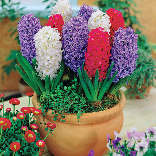 Collection de 9 Jacinthes : Ostara, Jan Bos, Carnegie - Bakker