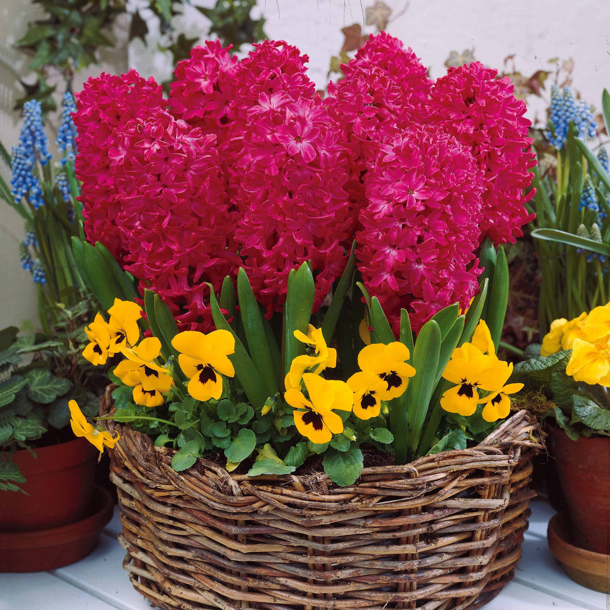 Collection de 9 Jacinthes : Ostara, Jan Bos, Carnegie - Hyacinthus 'Delft Blue', 'Jan Bos', 'Carnegie' - Bakker