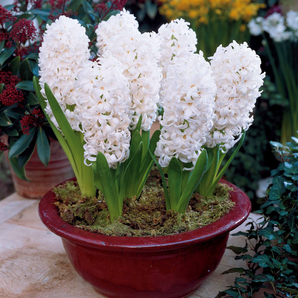 Hyacinthus 'Delft Blue', 'Jan Bos', 'Carnegie' - Collection de 9 Jacinthes : Ostara, Jan Bos, Carnegie - Bulbes de Jacinthe