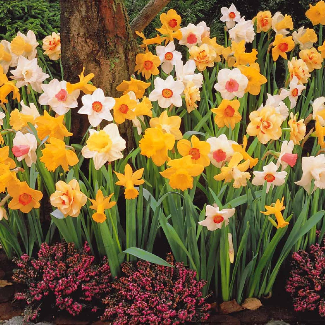 Narcisses en mélange - Narcissus - Bulbes de printemps