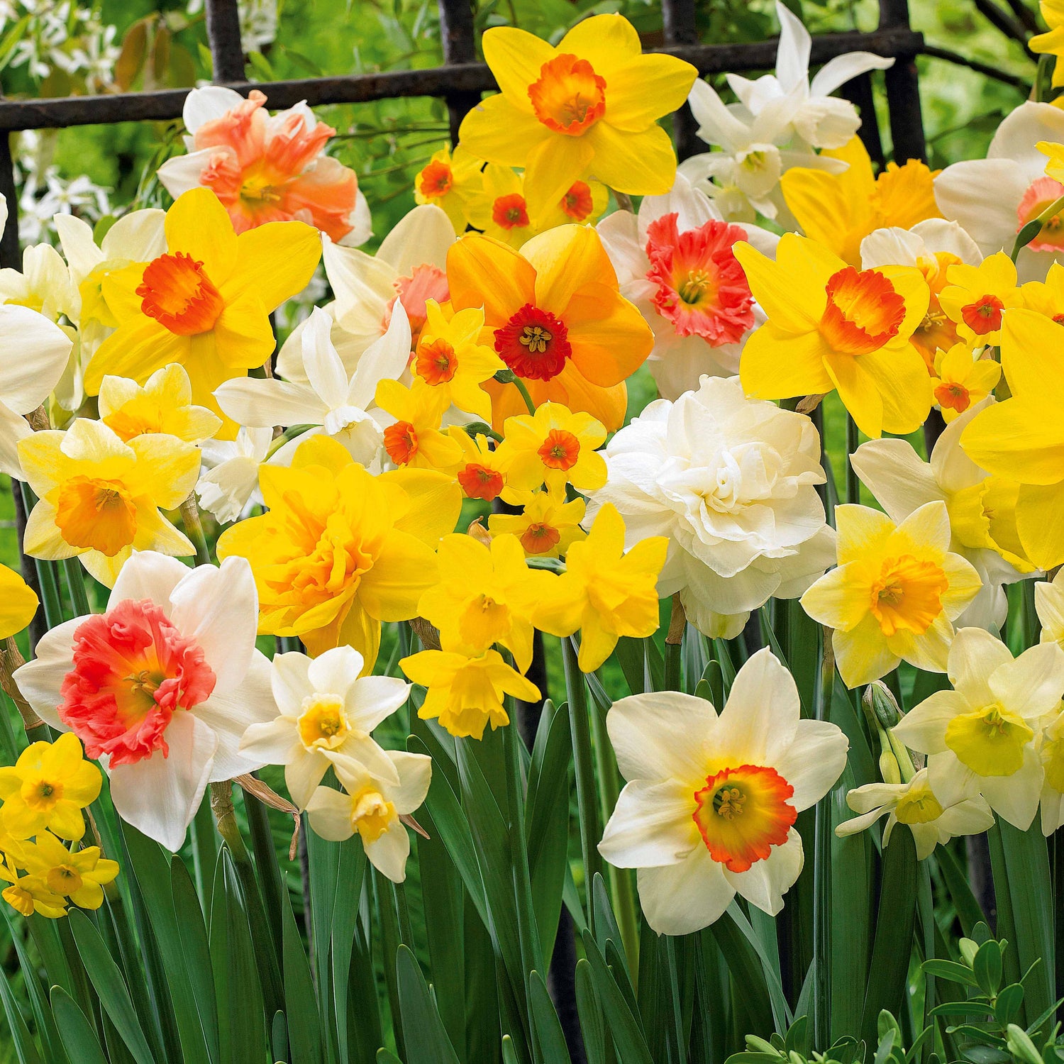 Bulbes de Narcisse