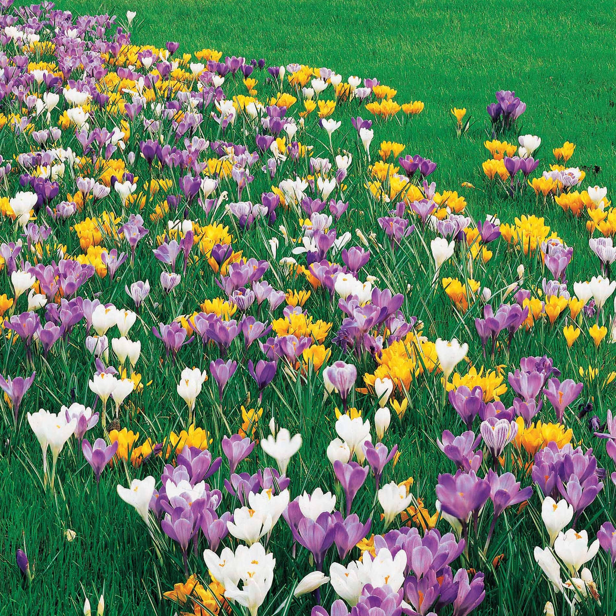 Crocus vernus - Crocus Mammouth en mélange - Bulbes de Crocus