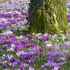 Bakker - Crocus Mammouth en mélange - Crocus vernus - Crocus