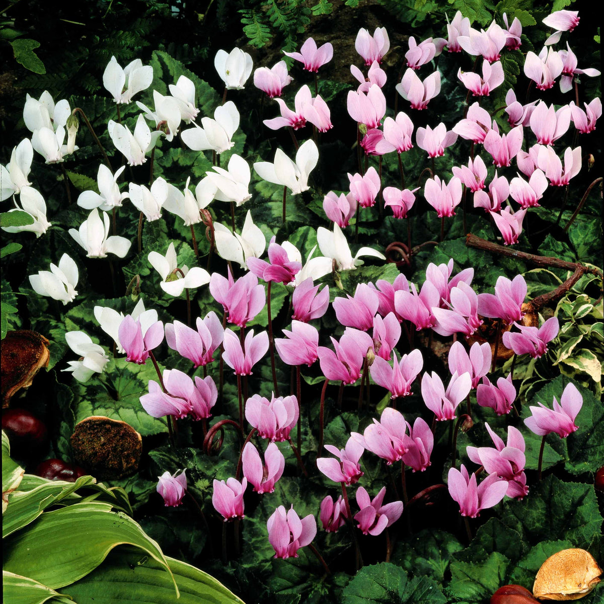 5 Cyclamens de Naples en mélange - Bakker