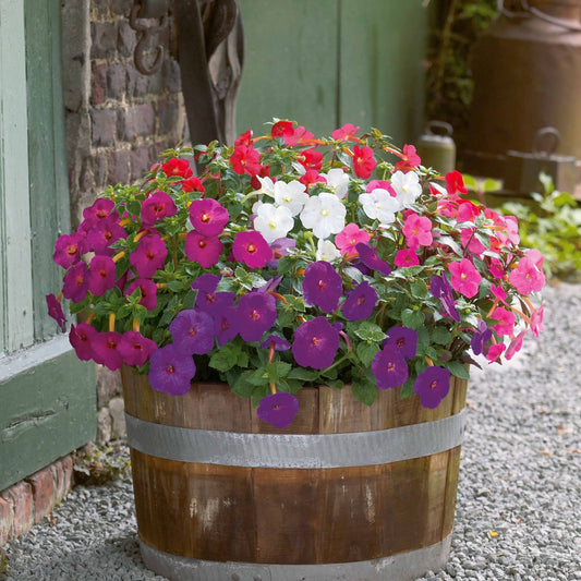 10 Achimènes en mélange - Bakker